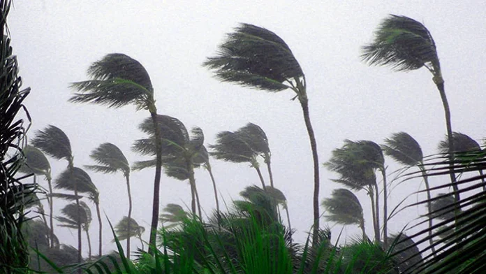 trees-during-the-cyclone-jpg (1)